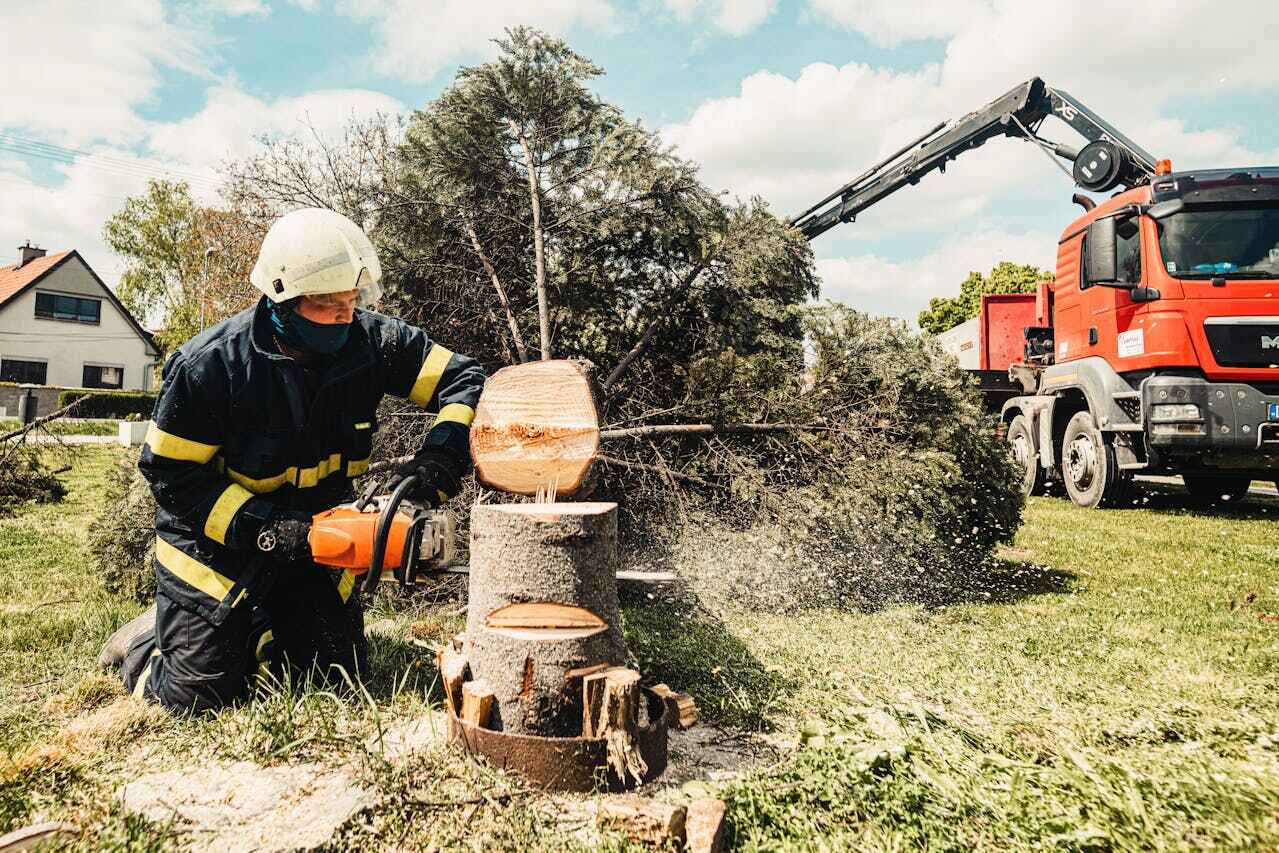 Residential Tree Removal in Peachtree Corners, GA